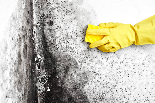 Attic Mold Removal in Atoka, TN