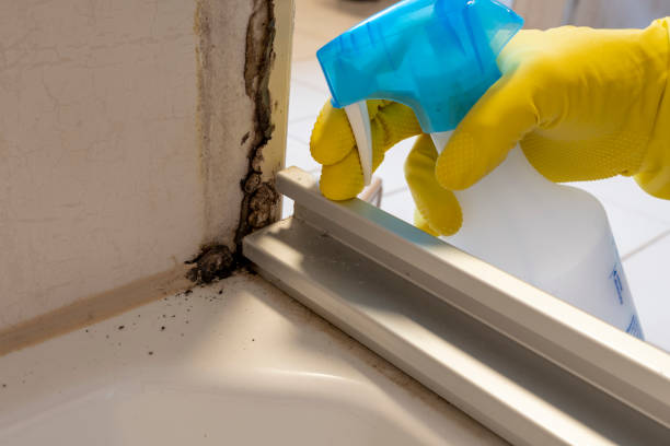Best Mold Damage Repair  in Atoka, TN